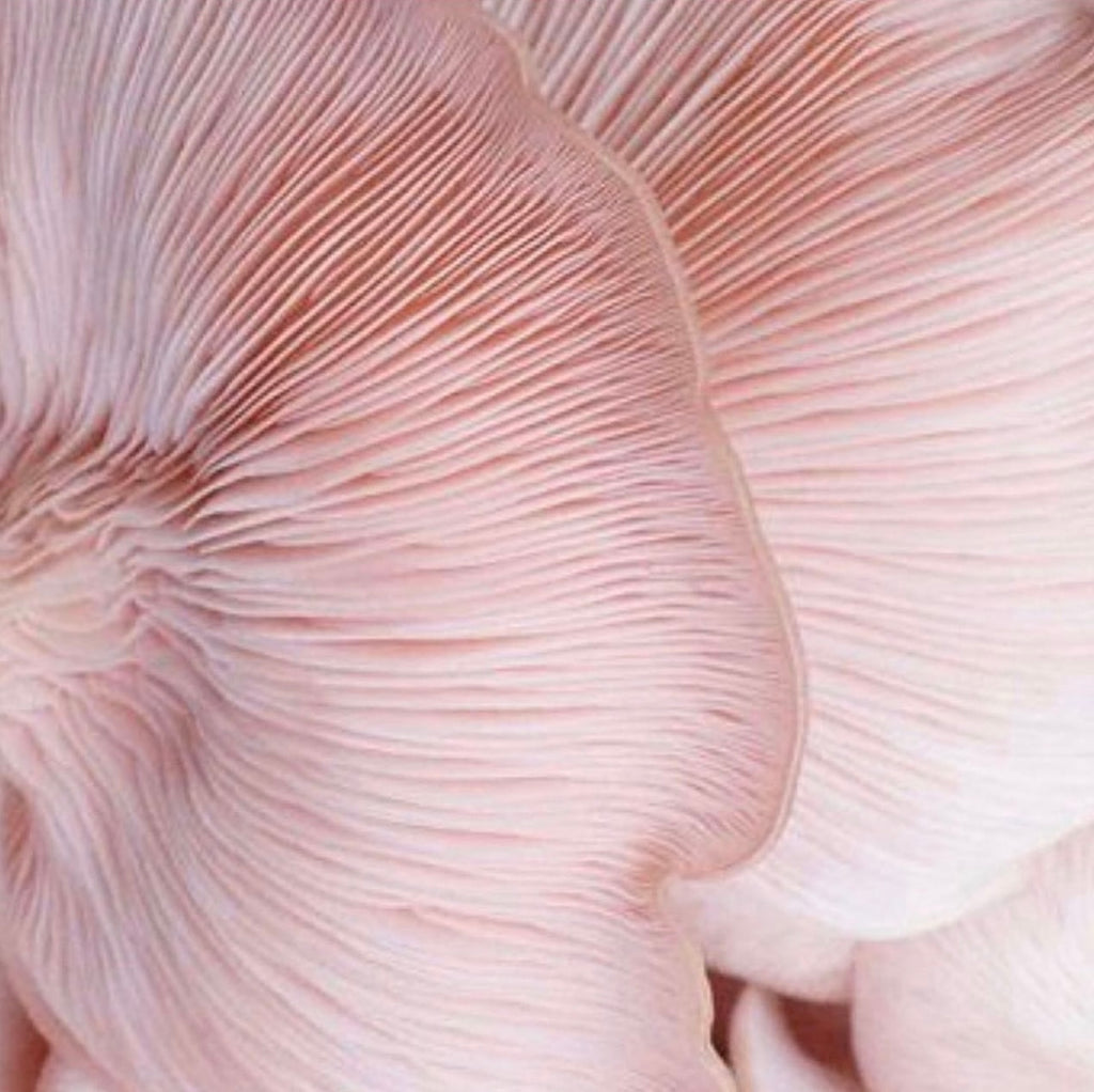 Turkey Tail Mushroom Benefits For Hair