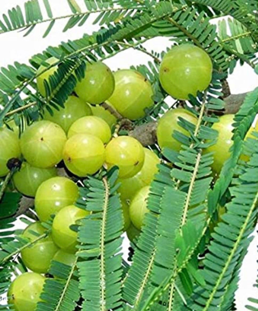 AMLA Benifits for your hair!