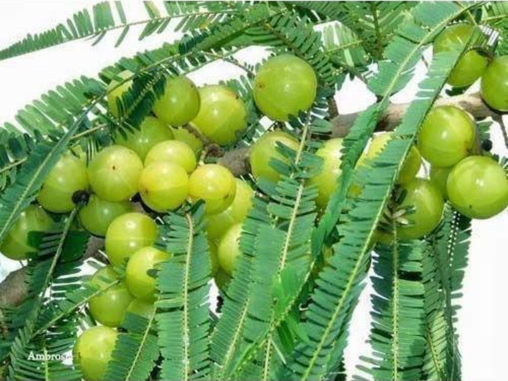 Amla Oil Benefits for Hair